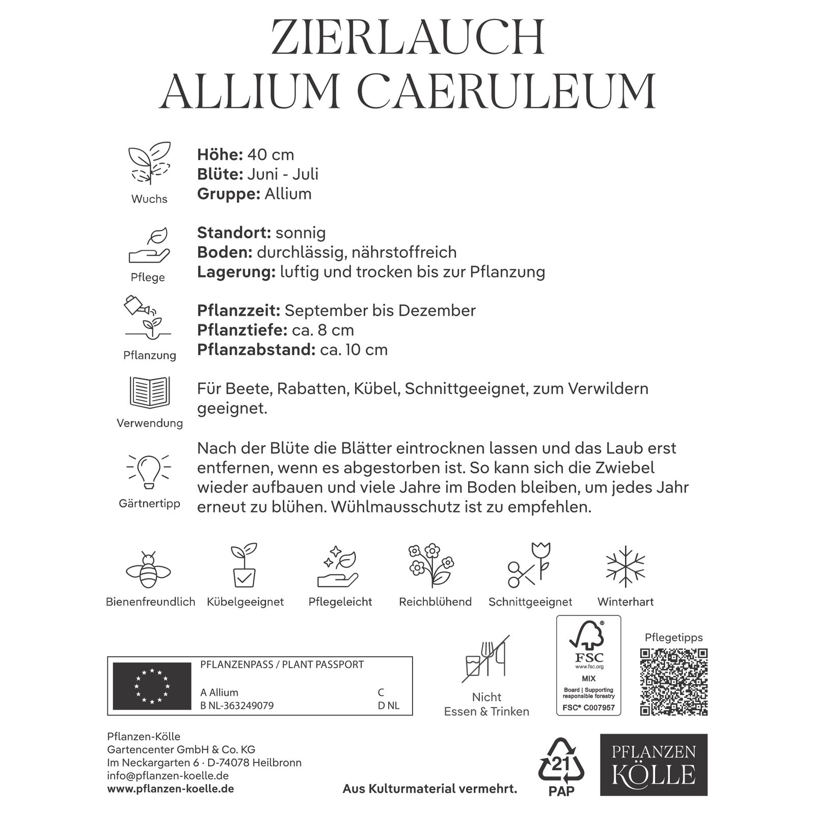 Kölles Beste Zierlauch, Allium Caeruleum, blau, 10 Blumenzwiebeln
