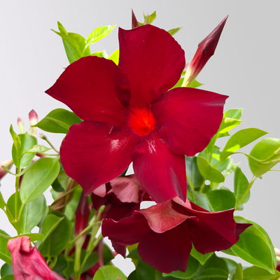 Dipladenie dunkelrot, Doppelbogen, Topf-Ø 17 cm,  Höhe ca. 60 cm