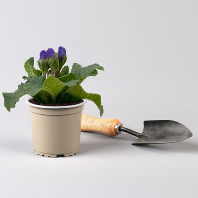 Primel 'Rosebud', Farben zufällig, crocusblütig, Topf-Ø 11 cm, 8 Pflanzen