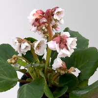 Bio Bergenie 'Harzkristall' rosa-weiß, Topf-Ø 12 cm, 3 Pflanzen Bio Bergenie 'Harzkristall' rosa-weiß, Topf-Ø 12 cm, 3 Pflanzen