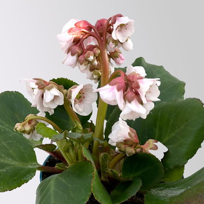 Bio Bergenie 'Harzkristall' rosa-weiß, Topf-Ø 12 cm, 3 Pflanzen Bio Bergenie 'Harzkristall' rosa-weiß, Topf-Ø 12 cm, 3 Pflanzen