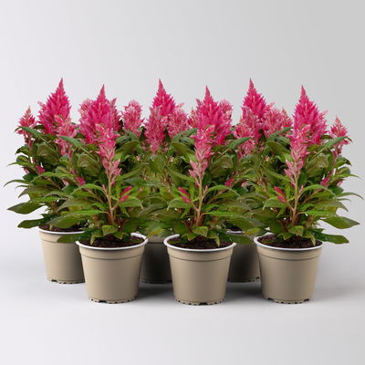 Celosia 'Kelos Fire Pink' pink, Topf-Ø 12 cm, 6 Sückt Celosia 'Kelos Fire Pink' pink, Topf-Ø 12 cm, 6 Sückt