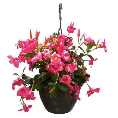 Dipladenie, rosa, Ampeltopf-Ø 25/27 cm