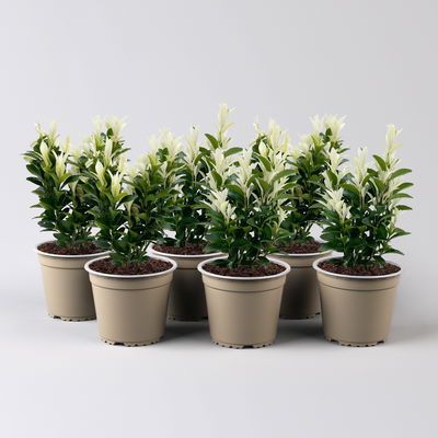 Japanischer Spindelstrauch 'Paloma Blanca®', Topf-Ø 9 cm, 6er-Set Japanischer Spindelstrauch 'Paloma Blanca®', Topf-Ø 9 cm, 6er-Set