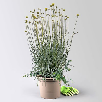 Craspedia & Eukalyptus Duo, gelb & blaugrün, Topf-Ø 27 cm