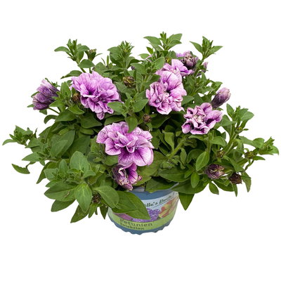Petunien 'Pearl Fame' lila geadert, gefüllt, Topf 13 cm Ø, 6 Pflanzen