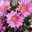 Chrysanthemen 'Chrysanne® Anemona Pink', pink, Topf-Ø 13 cm, 4 Pflanzen