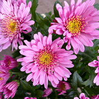 Chrysanthemen 'Chrysanne® Anemona Pink', pink, Topf-Ø 13 cm, 4 Pflanzen