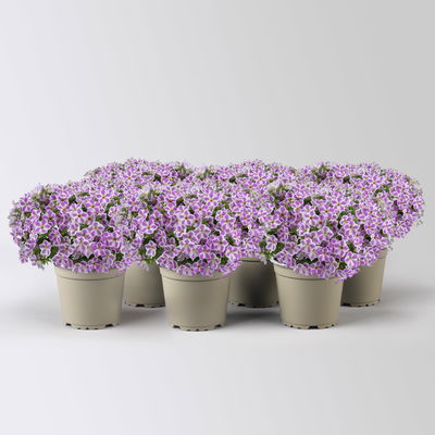 Petunie 'Cascadia Lilac Frost' flieder-weiß, hängend, Topf-Ø 13 cm, 6 Pflanzen
