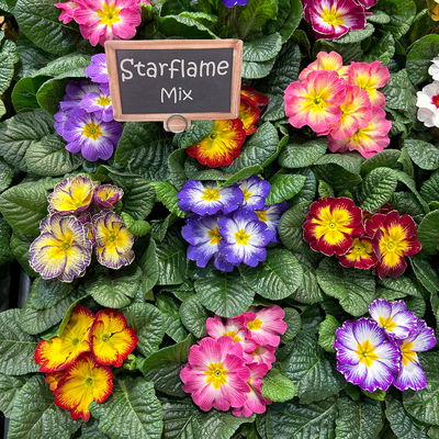 Primel 'Starflame', Farben zufällig, geflammt, Topf-Ø 11 cm, 8 Pflanzen