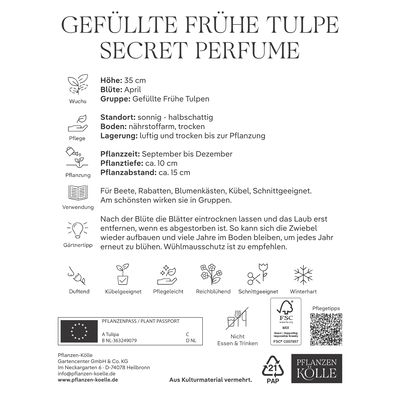 Gefüllte frühe Tulpen Secret Perfume, 7 Blumenzwiebeln