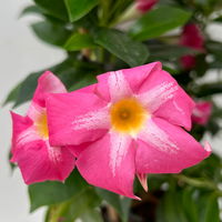 Dipladenie 'Pink Star' rosa-weiß, Doppelbogen, Topf-Ø 14 cm, 2 Pflanzen