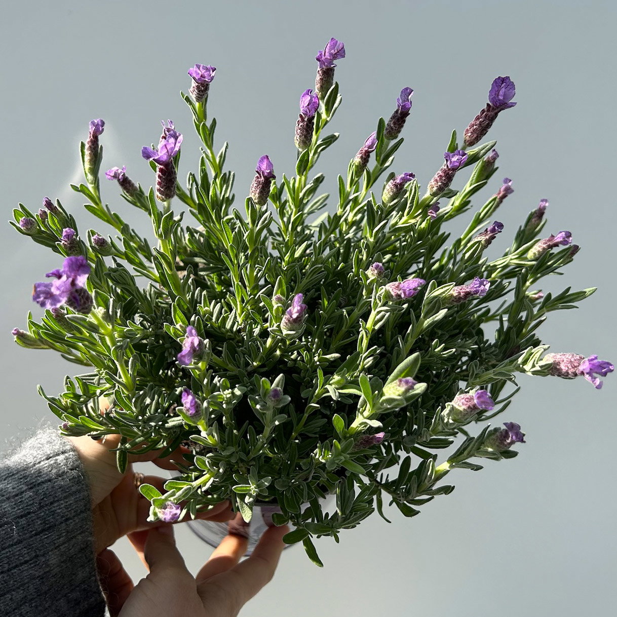 Schopflavendel 'Anouk' in Zinkübertopf, 2 Pflanzen