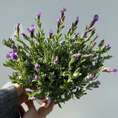 Schopflavendel 'Anouk' in Zinkübertopf, 2 Pflanzen