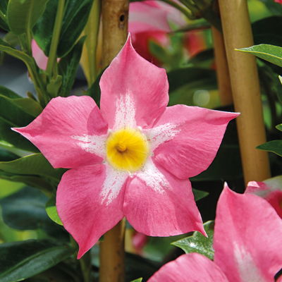 Dipladenie 'Pink Star', pink gesternt, Doppelbogen, Topf-Ø 17 cm, Höhe ca. 60 cm