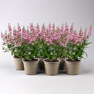 Angelonia rosa, Topf-Ø 12 cm, 6er-Set