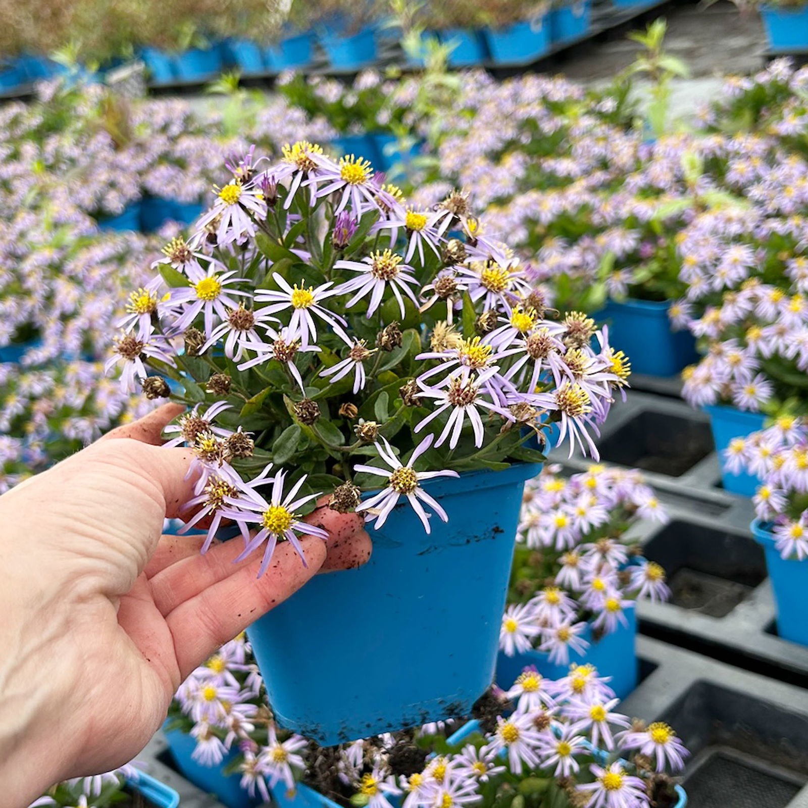 Bio Zwerg-Wildaster 'Nanus', violettblau, Topf 11x11 cm, 3 Pflanzen Bio Zwerg-Wildaster 'Nanus', violettblau, Topf 11x11 cm, 3 Pflanzen