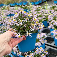Bio Zwerg-Wildaster 'Nanus', violettblau, Topf 11x11 cm, 3 Pflanzen Bio Zwerg-Wildaster 'Nanus', violettblau, Topf 11x11 cm, 3 Pflanzen