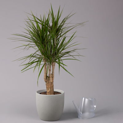 Gerandeter Drachenbaum, verzweigt, Topf-Ø 24 cm, Höhe ca. 100 cm