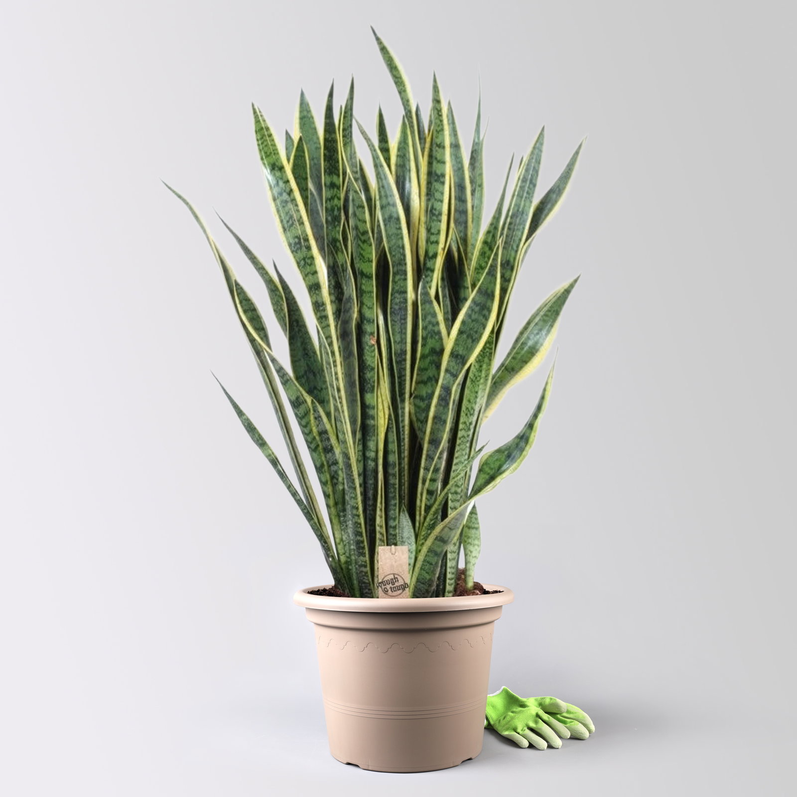 Bogenhanf 'Laurentii', grün-gelb, Topf-Ø 34 cm, Höhe ca. 100 cm