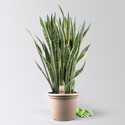 Bogenhanf 'Laurentii', grün-gelb, Topf-Ø 34 cm, Höhe ca. 100 cm