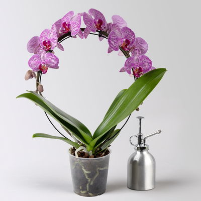 Schmetterlingsorchidee pink geadert, Bogen, Topf-Ø 12 cm, Höhe ca. 45 cm Schmetterlingsorchidee pink geadert, Bogen, Topf-Ø 12 cm, Höhe ca. 45 cm