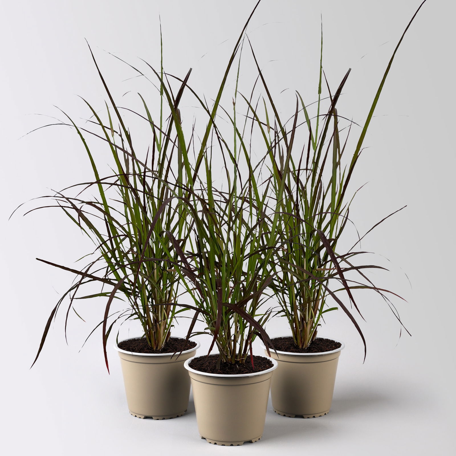 Rotes Lampenputzergras 'Rubrum', Topf-Ø 12 cm, 3 Pflanzen