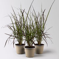 Rotes Lampenputzergras 'Rubrum', Topf-Ø 12 cm, 3 Pflanzen