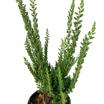 Besenheide SKYLINE®, Mischung zufällig, Topf-Ø 6,5 cm, 12 Pflanzen Besenheide SKYLINE®, Mischung zufällig, Topf-Ø 6,5 cm, 12 Pflanzen