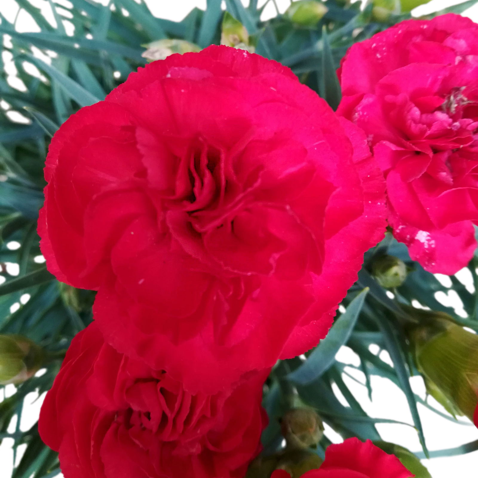 Dianthus 'Oscar®' rot, Topf-Ø 13 cm, 6 Stück