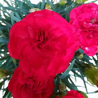 Dianthus 'Oscar®' rot, Topf-Ø 13 cm, 6 Stück