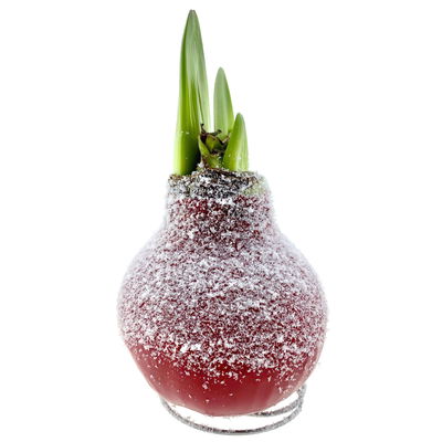 Amaryllis in Wachs XL, Dekor 'Snow Red', Blüte rot Amaryllis in Wachs XL, Dekor 'Snow Red', Blüte rot