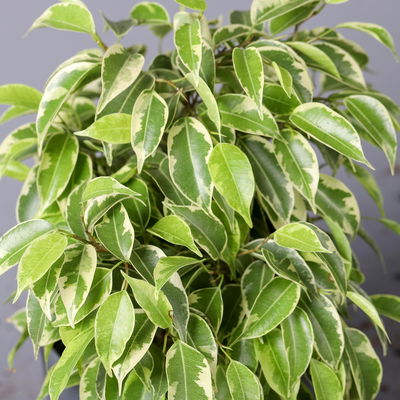 Birkenfeige 'Kinky' in Keramiktopf anthrazit, Topf-Ø 12cm, H: ca. 25 cm, 3er-Set Birkenfeige 'Kinky' in Keramiktopf anthrazit, Topf-Ø 12cm, H: ca. 25 cm, 3er-Set