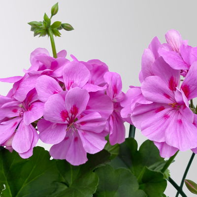 Geranie 'Royal Blue 25' lila-pink, hängend, Topf-Ø 13 cm, 6er-Set Geranie 'Royal Blue 25' lila-pink, hängend, Topf-Ø 13 cm, 6er-Set