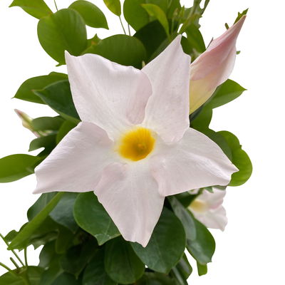 Dipladenie, weiß, Pyramide, Topf-Ø 17 cm, Höhe ca. 70 cm, 2 Pflanzen