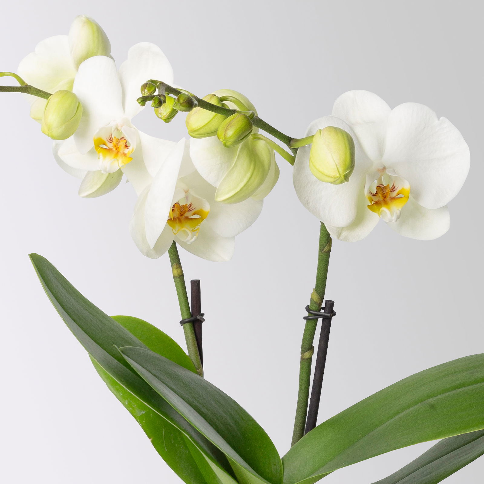 Schmetterlingsorchidee 'Spirit', inkl. Keramiktopf, weiß, Topf-Ø 12 cm