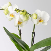 Schmetterlingsorchidee 'Spirit', inkl. Keramiktopf, weiß, Topf-Ø 12 cm