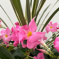 Mixtopf Dipladenia mit Keulenlilie, Farbe zufällig, Topf-Ø 26 cm