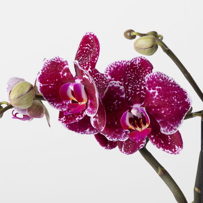 Phalaenopsis 'Spirit' rot, 2 Rispen, Topf-Ø 12 cm, Höhe ca. 45 cm Phalaenopsis 'Spirit' rot, 2 Rispen, Topf-Ø 12 cm, Höhe ca. 45 cm