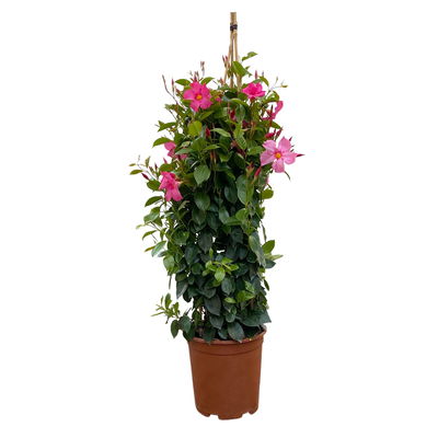 Dipladenie rosa/pink, Pyramide, Topf-Ø 23 cm, Höhe ca. 110 cm