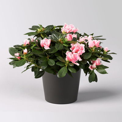 Azalee, rosa-weiß gefüllt im Keramiktopf Dallas anthrazit, Topf-Ø 12 cm, 3er-Set Azalee, rosa-weiß gefüllt im Keramiktopf Dallas anthrazit, Topf-Ø 12 cm, 3er-Set