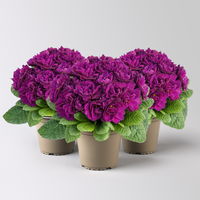 Primel 'Belarina', lila, Topf-Ø 12 cm, 3 Pflanzen