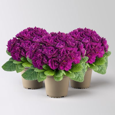 Primel 'Belarina', lila, Topf-Ø 12 cm, 3 Pflanzen