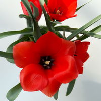 Wildtulpe, orangerot, einfach blühend, mit Gras, Topf -Ø 9 cm, 4 Pflanzen