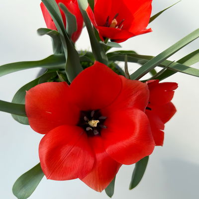 Wildtulpe, orangerot, einfach blühend, mit Gras, Topf -Ø 9 cm, 4 Pflanzen