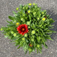 Kokardenblume rot, Topf-Ø ca. 19 cm