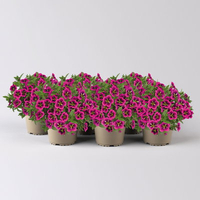 Zauberglöckchen 'Goodnight Kiss' pink-gelb, Topf-Ø 13 cm, 6 Pflanzen