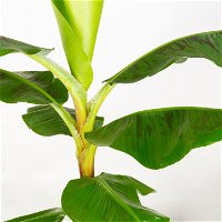Bananenpflanze 'Dwarf Cavendish' im Korb Gaby, Topf-Ø 21 cm, H: ca. 60-80 cm