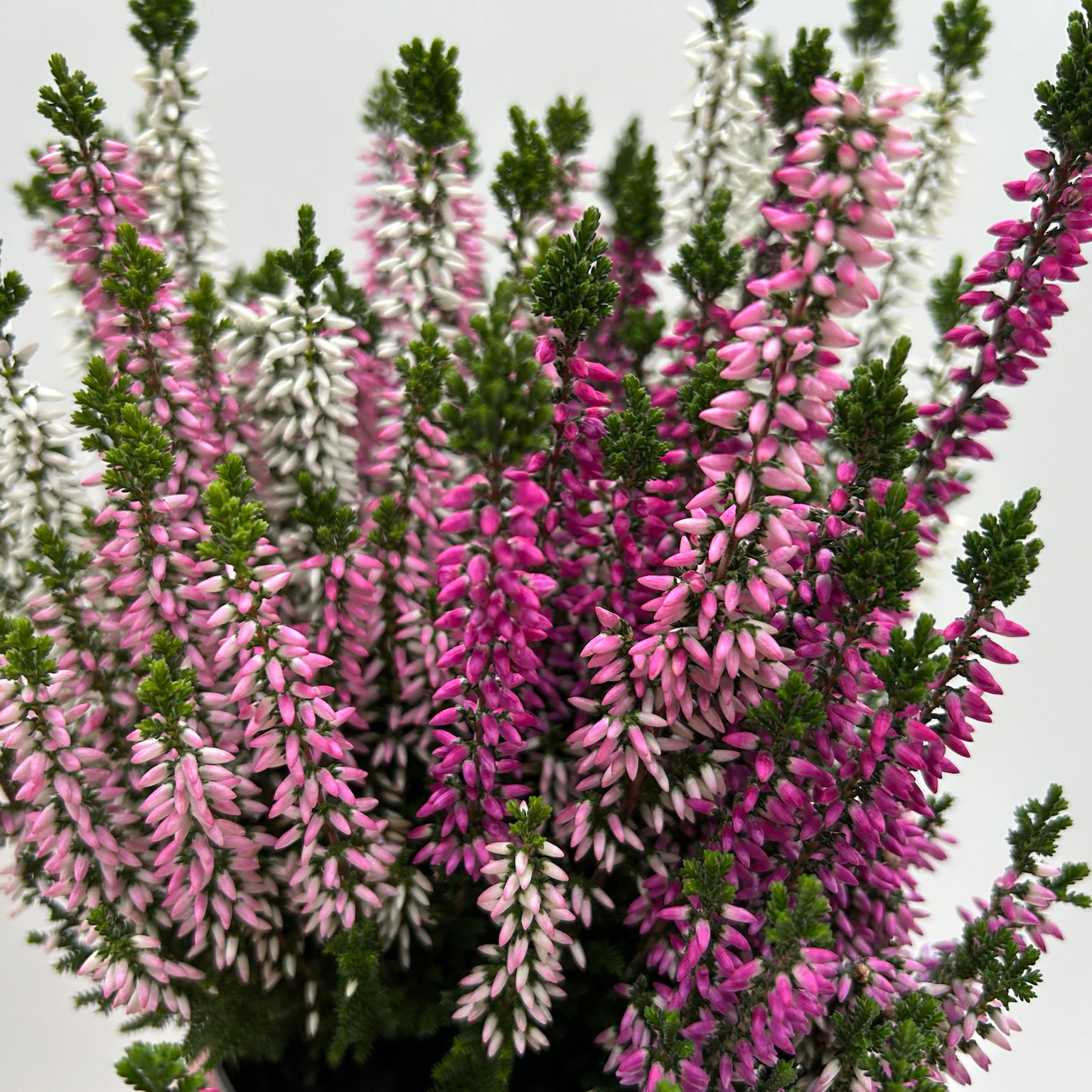 Calluna 'Beauty Ladies® Harmony' Trio, lila-rosa-weiß, Topf-Ø 11 cm, 6 Pflanzen Calluna 'Beauty Ladies® Harmony' Trio, lila-rosa-weiß, Topf-Ø 11 cm, 6 Pflanzen