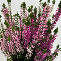 Calluna 'Beauty Ladies® Harmony' Trio, lila-rosa-weiß, Topf-Ø 11 cm, 6 Pflanzen Calluna 'Beauty Ladies® Harmony' Trio, lila-rosa-weiß, Topf-Ø 11 cm, 6 Pflanzen